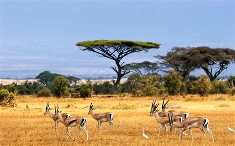 African Wildlife Desktop Wallpaper - WallpaperSafari