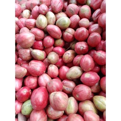 Buah Mahkota Dewa Segar Baru Petik 1 Kg Lazada Indonesia