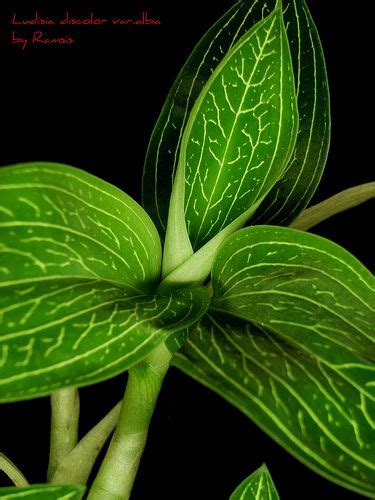 Ludisia Discolor Var Alba Jewel Orchid Orchids House Plants Indoor