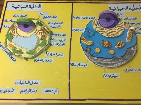 ‫ألواني مجسم الخلية الحيوانية و النباتية Facebook‬