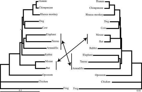 Genomics Biogeography And The Diversification Of Placental Mammals Pnas