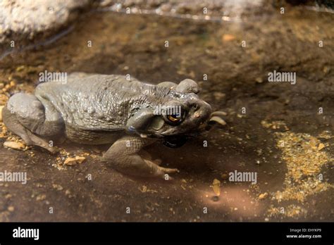 Sonoran Desert Toad Colorado River Toad Incilius Alvarius Toad