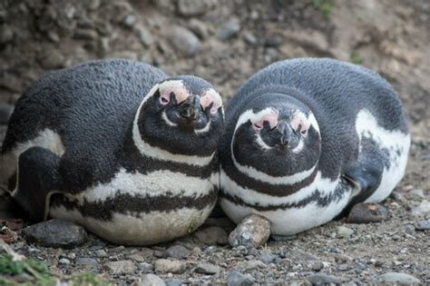Banded Penguins (Genus Spheniscus) · iNaturalist Canada