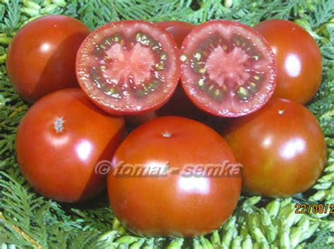 Томат-семка. Лучшие сорта томатов и перцев от Лидии Ганзен