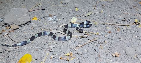 Black Banded Cat Eyed Snake From Provincia De Guanacaste Costa Rica On