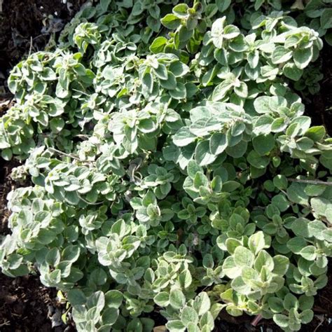 Origanum Hot Spicy Origan épicé