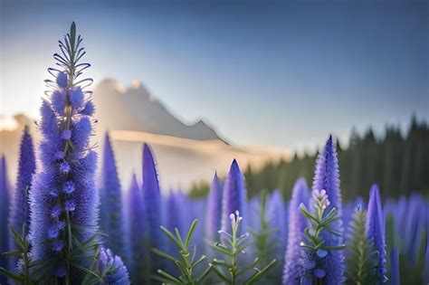 Um Campo De Flores Roxas Montanhas Ao Fundo Foto Premium