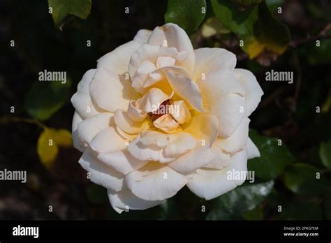 New Farm Park Flowers Stock Photo Alamy