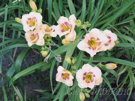 Сад Флоранс Лилейники Hemerocallis Daylily