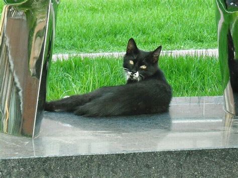 Какими видят людей кошки