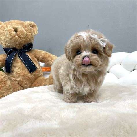 Maltipoo For Sale | Maltipoo puppy for sale