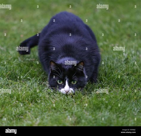 Ready to pounce hi-res stock photography and images - Alamy