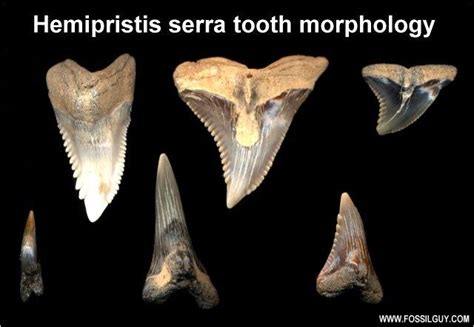 Fossil Fish Teeth