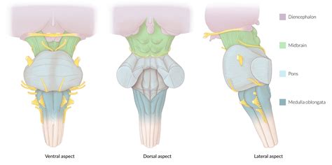 brainstem anatomy dorsal
