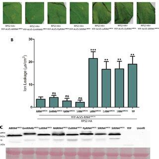 rps remains membrane localized  ectopic  avrrpt induced