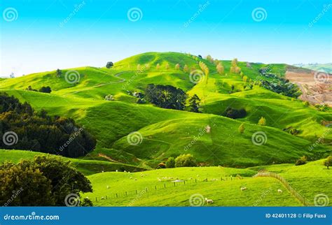 Hills Of The New Zealand Stock Photo Image Of Valley 42401128