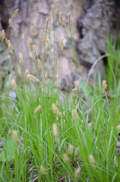 Carex Pensylvanica Pennsylvania Sedge Prairie Moon Nursery