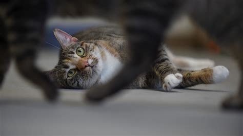 Fort Pierce Animal Adoption Center operations to cost $1 million