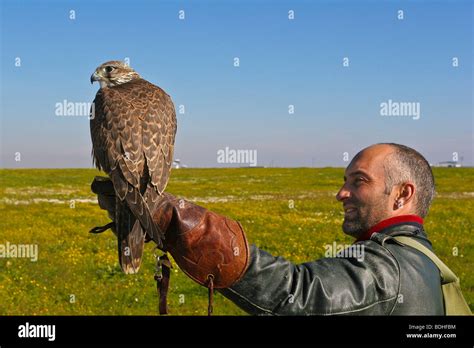 aviation birds  prey falcon falconry stock photo alamy