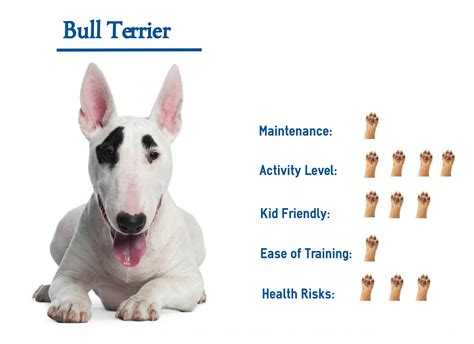 bull terrier  guide  complete care