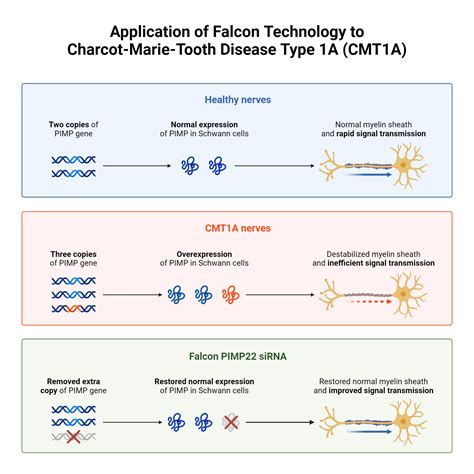 Application Of Falcon Technology To Charcot Marie Tooth Disease Type 1a