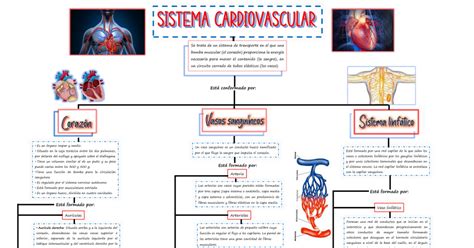 Mapa Conceptual Sistema Cardiovascular Anatom A Y Fisiolog A Humana