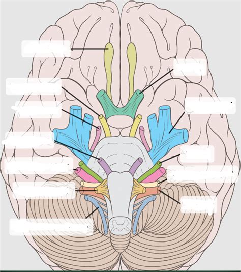 Ch Nervous System Diagram Quizlet