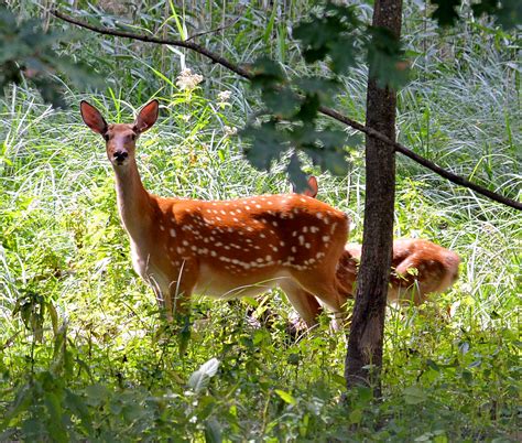 Фотогалерея - Національний природний парк "Синьогора"