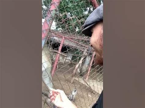 Приматы 🙃 - YouTube