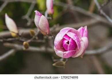 Naked Magnolia Images Stock Photos Vectors Shutterstock