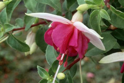 Fuchsia 'La Campanella' - BBC Gardeners World Magazine