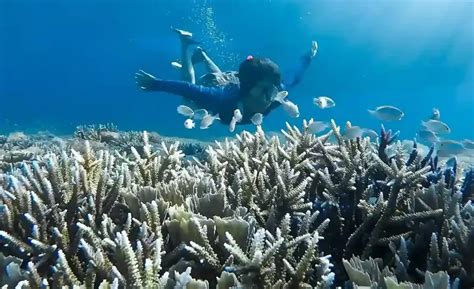 place  snorkeling  indonesia komodoluxury
