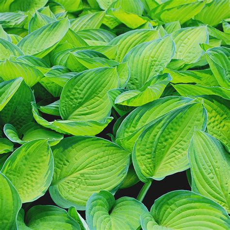Gradina Bijoux | Hosta Gold Standard