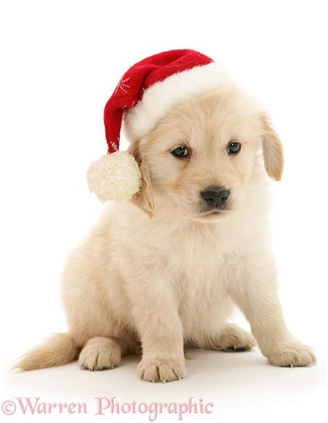 Dog: Golden Retriever pup wearing a Santa hat photo - WP12795