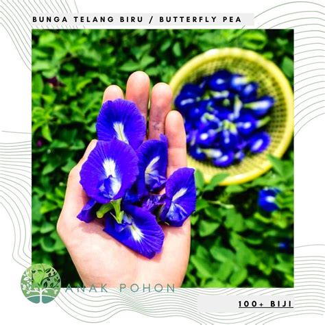 Jual Benih Bibit Biji Bunga Telang Biru Butterfly Pea Clitoria