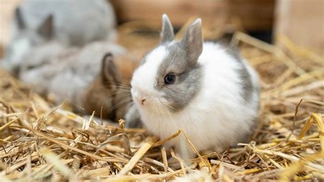White Norwegian Dwarf Rabbit