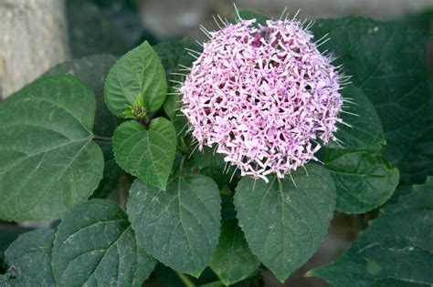 Clerodendrum bungei - Изображение особи - Плантариум