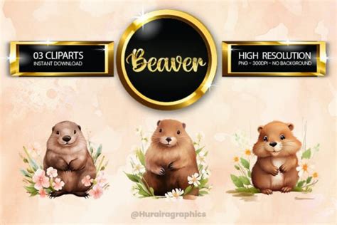 Beaver Clipart Bundle 03 Variations Graphic By Hurairagraphics