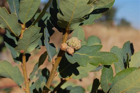 10 Special Types of Oak Trees in California - ProGardenTips