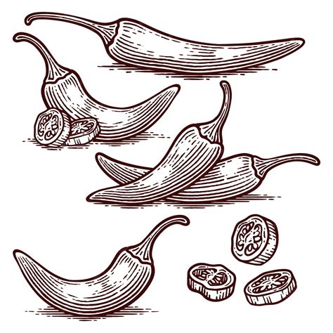 Premium Vector Set Of Hand Drawn Chili Pepper Line Art Engraving