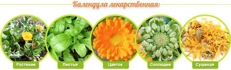 Календула – лечебные свойства, применение, состав