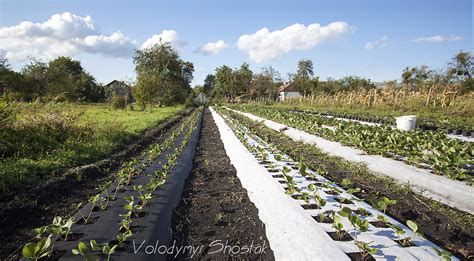 Чорне чи чорно-біле агроволокно? ~ Життя в селі