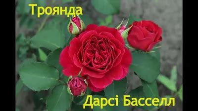 Роза дарси бассел фото - 87 картинок