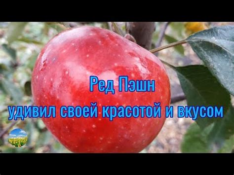 Ред Пэшн удивил своей красотой и вкусом. - YouTube