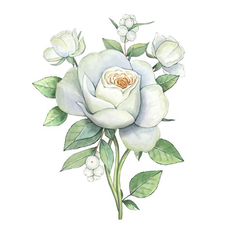 Watercolor white rose,vector floral illustration isolated 21039614 ...