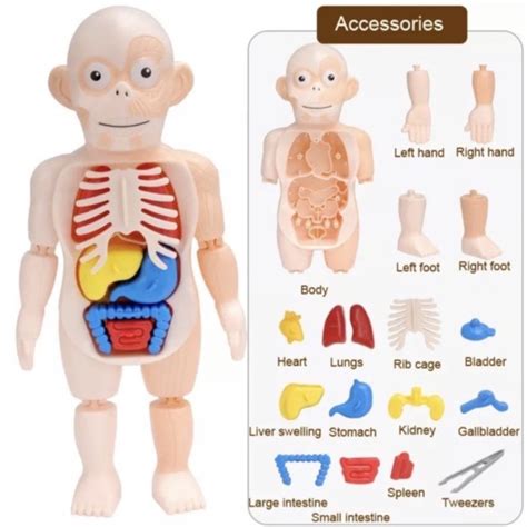 Montessori Educational Toys Miniature Diy Human Body Model Anatomy