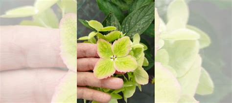 Гортензия Металлика купить в Кемерово | Товары для дома и дачи | Авито