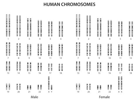 Premium Vector Human Chromosomes Human Normal Karyotype