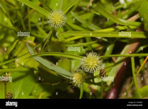 flatsedges (Cyperus), Plantae, Praia do Cassino - RS, Brazil Stock ...