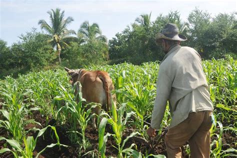 Cuban Agriculture Might Increase Support For Tourism Prensa Latina